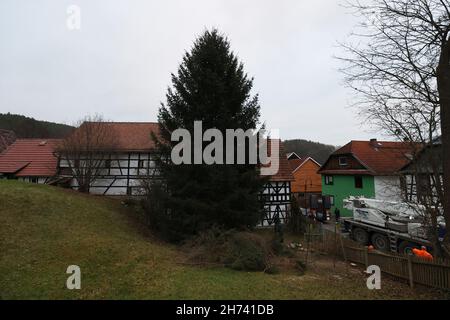 Thüringen, Deutschland. 20th. November 2021. 20. November 2021, Thüringen, Königsee: Eine 17 Meter hohe Fichte steht im Garten eines Grundstücks und wird zur Entfernung vorbereitet. Die Fichte wird nach Berlin transportiert und soll vor dem Brandenburger Tor errichtet werden. Zum siebten Mal kommt der Weihnachtsbaum am Brandenburger Tor aus Thüringen. Die Beleuchtung in Berlin findet am 28. November statt. Foto: Bodo Schackow/dpa-Zentralbild/dpa Quelle: dpa picture Alliance/Alamy Live News Stockfoto