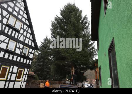 Thüringen, Deutschland. 20th. November 2021. 20. November 2021, Thüringen, Königsee: Eine 17 Meter hohe Fichte hängt an einem Kran und wird auf einen Transporter verladen. Die Fichte wird nach Berlin transportiert und soll vor dem Brandenburger Tor errichtet werden. Zum siebten Mal kommt der Weihnachtsbaum am Brandenburger Tor aus Thüringen. Die Beleuchtung in Berlin findet am 28. November statt. Foto: Bodo Schackow/dpa-Zentralbild/dpa Quelle: dpa picture Alliance/Alamy Live News Stockfoto