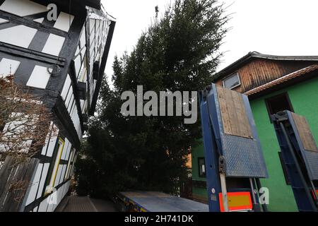 Thüringen, Deutschland. 20th. November 2021. 20. November 2021, Thüringen, Königsee: Eine 17 Meter hohe Fichte hängt an einem Kran und wird auf einen Transporter verladen. Die Fichte wird nach Berlin transportiert und soll vor dem Brandenburger Tor errichtet werden. Zum siebten Mal kommt der Weihnachtsbaum am Brandenburger Tor aus Thüringen. Die Beleuchtung in Berlin findet am 28. November statt. Foto: Bodo Schackow/dpa-Zentralbild/dpa Quelle: dpa picture Alliance/Alamy Live News Stockfoto