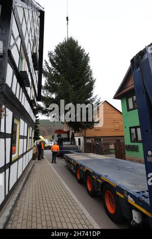 Thüringen, Deutschland. 20th. November 2021. 20. November 2021, Thüringen, Königsee: Eine 17 Meter hohe Fichte hängt an einem Kran und wird auf einen Transporter verladen. Die Fichte wird nach Berlin transportiert und soll vor dem Brandenburger Tor errichtet werden. Zum siebten Mal kommt der Weihnachtsbaum am Brandenburger Tor aus Thüringen. Die Beleuchtung in Berlin findet am 28. November statt. Foto: Bodo Schackow/dpa-Zentralbild/dpa Quelle: dpa picture Alliance/Alamy Live News Stockfoto