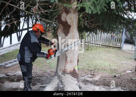 Thüringen, Deutschland. 20th. November 2021. 20. November 2021, Thüringen, Königsee: Ein Mitarbeiter eines Baumunternehmens sägt den Stamm einer 17 Meter hohen Fichte. Die Fichte wird nach Berlin transportiert und soll vor dem Brandenburger Tor errichtet werden. Zum siebten Mal kommt der Weihnachtsbaum am Brandenburger Tor aus Thüringen. Die Beleuchtung in Berlin findet am 28. November statt. Foto: Bodo Schackow/dpa-Zentralbild/dpa Quelle: dpa picture Alliance/Alamy Live News Stockfoto