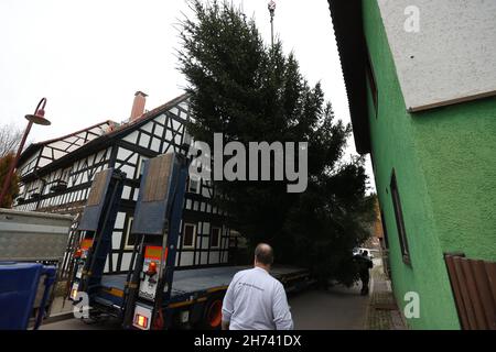 Thüringen, Deutschland. 20th. November 2021. 20. November 2021, Thüringen, Königsee: Eine 17 Meter hohe Fichte hängt an einem Kran und wird auf einen Transporter verladen. Die Fichte wird nach Berlin transportiert und soll vor dem Brandenburger Tor errichtet werden. Zum siebten Mal kommt der Weihnachtsbaum am Brandenburger Tor aus Thüringen. Die Beleuchtung in Berlin findet am 28. November statt. Foto: Bodo Schackow/dpa-Zentralbild/dpa Quelle: dpa picture Alliance/Alamy Live News Stockfoto