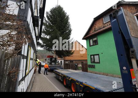 Thüringen, Deutschland. 20th. November 2021. 20. November 2021, Thüringen, Königsee: Eine 17 Meter hohe Fichte hängt an einem Kran und wird auf einen Transporter verladen. Die Fichte wird nach Berlin transportiert und soll vor dem Brandenburger Tor errichtet werden. Zum siebten Mal kommt der Weihnachtsbaum am Brandenburger Tor aus Thüringen. Die Beleuchtung in Berlin findet am 28. November statt. Foto: Bodo Schackow/dpa-Zentralbild/dpa Quelle: dpa picture Alliance/Alamy Live News Stockfoto