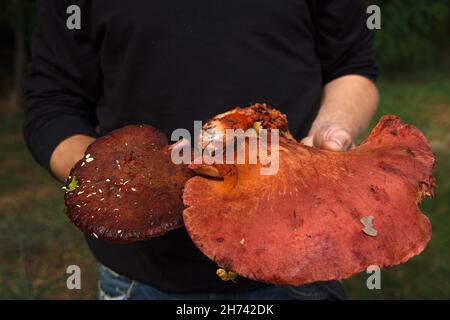 Der Pilzzüchter hält im Herbst frische, essbare gesammelte Pilze im Wald Stockfoto