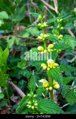 Gelber Erzengel, auch bekannt als Yellow Dead Nettle, (Lamium galeobdolon) blüht in Wäldern in der Nähe von Marden, West Sussex, Großbritannien Stockfoto