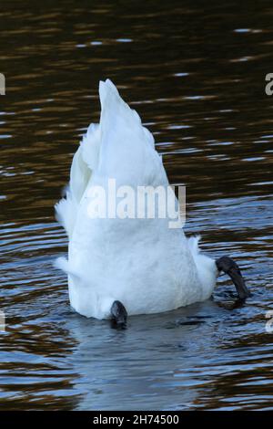 Der stumme Schwan hat eine Fütterungstechnik, die als „up-end“ bezeichnet wird. Ihr langer Hals ermöglicht es ihnen, mit weniger Aufwand vom Grund des Teichs nach Nahrung zu futterieren Stockfoto