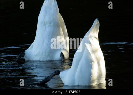 Der stumme Schwan hat eine Fütterungstechnik, die als „up-end“ bezeichnet wird. Ihr langer Hals ermöglicht es ihnen, mit weniger Aufwand vom Grund des Teichs nach Nahrung zu futterieren Stockfoto