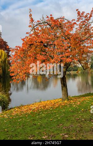 Gefallen Blätter auf dem Boden, schöner Baum in einem Park im Herbst Stockfoto