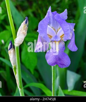 Iris germanica, eine alte, kräftige, blühende Pflanze. Botanischer Garten, Frankfurt, Deutschland, Europa Stockfoto