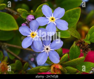 Die Blumen des Wassers vergessen-mich-nicht im Frühling. Botanischer Garten, Frankfurt, Deutschland, Europa Stockfoto