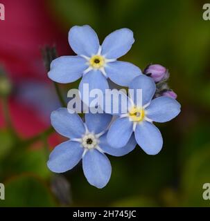 Die Blumen des Wassers vergessen-mich-nicht im Frühling. Botanischer Garten, Frankfurt, Deutschland, Europa Stockfoto