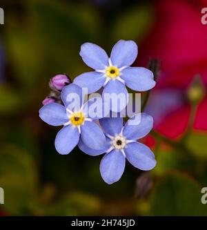 Die Blumen des Wassers vergessen-mich-nicht im Frühling. Botanischer Garten, Frankfurt, Deutschland, Europa Stockfoto