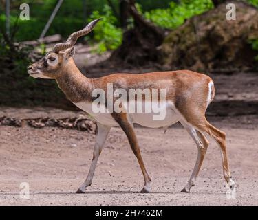 Schwarzbock am Waldrand. Karlsruhe, Baden Württemberg, Deutschland Stockfoto