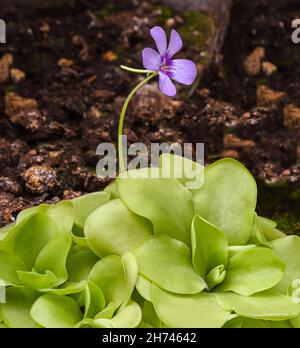 Blüte und Blätter einer mexikanischen Butterwürze (Pinguecula esseriana). Botanischer Garten, KIT Karlsruhe, Deutschland, Europa Stockfoto