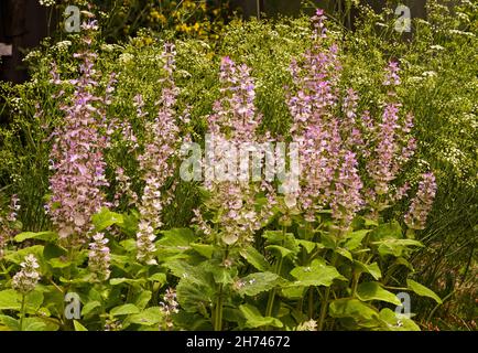 Salbei (Salvia; sclarea). KIT Karlsruhe, Baden Württemberg, Deutschland Stockfoto