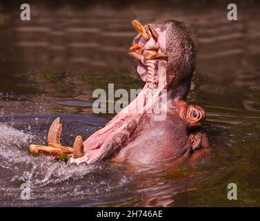 Kopfschuss von Nilpferd mit offenem Mund Stockfoto