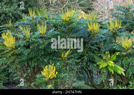 Mahonia x media lionel fortescue, ein immergrüner Strauch, der süß duftende, weiche gelbe Blüten aus der Herbstsaison hervorbringt Stockfoto