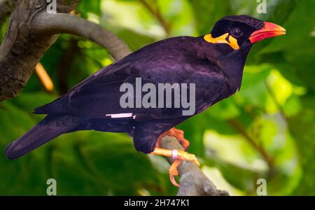 Common Hill Myna auf einem Ast Stockfoto