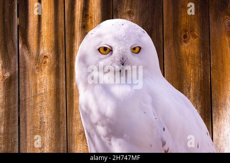 Die verschneite Eule, Bubo scandiacus vor einem alten Bauernhaus Stockfoto