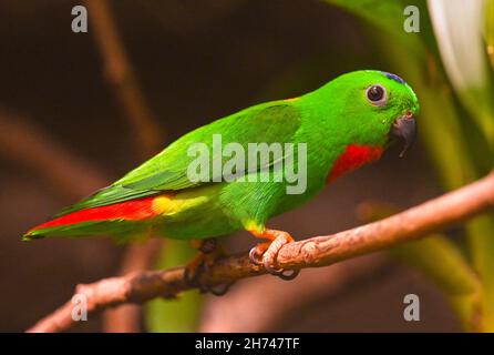 Blue-Crowned hängenden Papagei auf Zweig Stockfoto