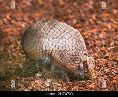 Südlicher dreibänderiger Gürteltier (Tolypeutes matacus) verläuft auf dem Boden Stockfoto