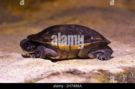 Roti Island Schlangenhalsschildkröte / McCord‘Schlangenhalsschildkröte (Chelodina mccordi) auf dem Boden Stockfoto