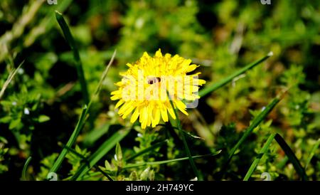 Eine Honigbiene, die Honig aus einer gelben Blume pflückt, die in einem Park gesehen wird Stockfoto