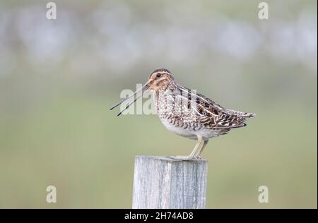 Common Snipe (Gallinago gallinago) ruft auf einen Posten in Shetland Stockfoto