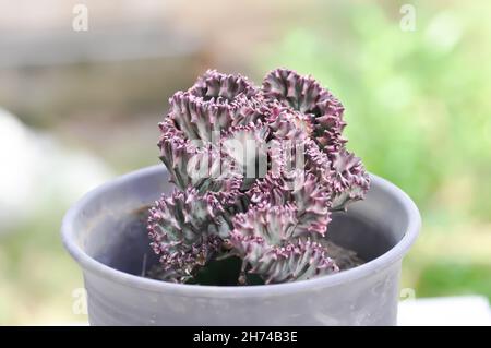 Euphorbia​ Lactea​ Cristata, Laktee von der Blutsauerpflanze oder Laktee von der Blutsauerpflanze von der Blutsauerpflanze Stockfoto