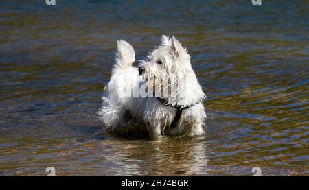 Westie, West Highland White Terrier im Fluss Stockfoto