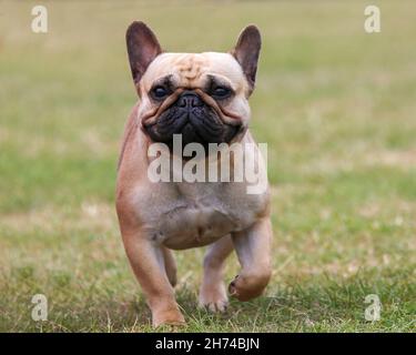 Fawn French Bulldog auf Gras Stockfoto
