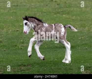 Gypsy Cob Fohlen, einen Tag alt Stockfoto