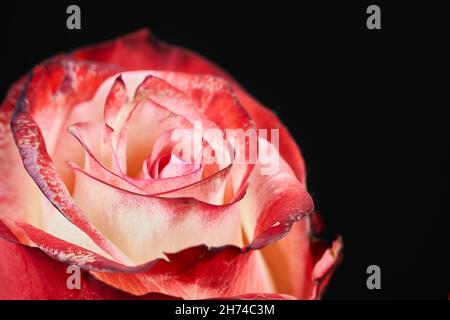 Schöne einzelne rosa Rose isoliert auf schwarzem Hintergrund. Nahaufnahme der rosa Rose. Stockfoto