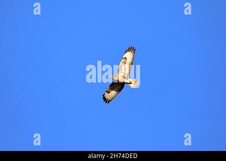 Ein Bussard (buteobuteo) im Flug gegen einen wolkenlosen blauen Himmel Stockfoto