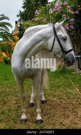 Andalusischer Hengst Stockfoto