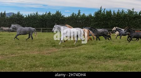Andalusische reinrassige Pferde Stuten mit ihren Fohlen laufen auf dem Feld, Cartagena Spanien Stockfoto