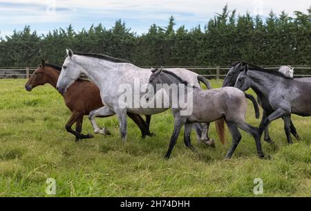 Andalusische reinrassige Pferde Stuten mit ihren Fohlen laufen auf dem Feld, Cartagena Spanien Stockfoto