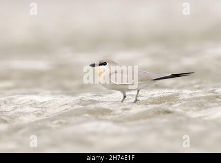 Die kleine Pratincole, kleine Pratincole oder kleine indische Pratincole, ist ein kleiner Watvögel aus der Familie der Pratincole, Glareolidae. Stockfoto