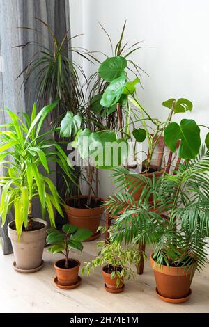 Die Einheit von Natur und Menschen, Heimat Grünpflanzen in braunen Tontöpfen in der Ecke des Raumes in der Nähe des Fensters, biophiles Design Stockfoto