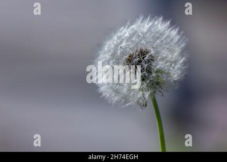 Ein dunkles Porträt eines flauschigen Dandelions. Alle Keimlinge des Unkrauts sind für einen Teil sichtbar, an dem die Blume nicht durch die Schärfentiefe verwischt wird. Stockfoto