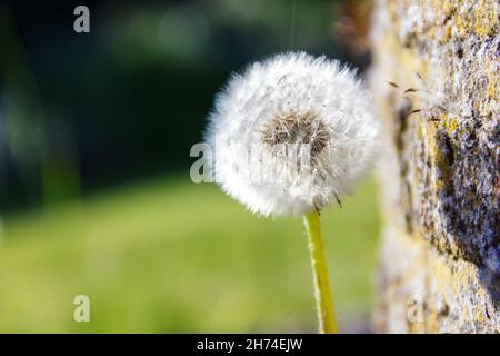 Ein Porträt einer flauschigen Dandelionenblume neben einer Ziegelmauer während der goldenen Stunde. Der Schatten des einzelnen isolierten Unkrauts wird auf die Steine geworfen. Stockfoto