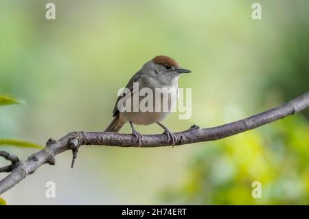 Eurasische Schwarzmücke, (Sylvia atricapilla) Weibchen, die im Herbst auf einem Ast thront, Spanien. Stockfoto