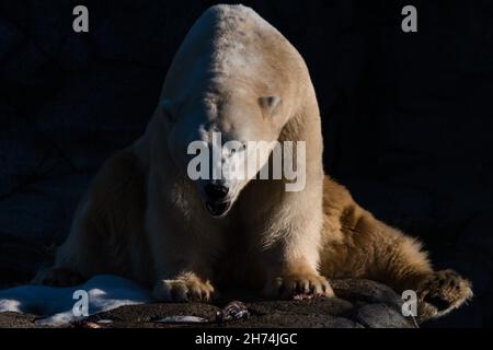 Eisbär, der an einem sonnigen Tag in einem Stein sitzt Stockfoto