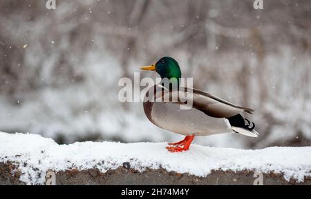 Winterporträt einer Ente in einem öffentlichen Winterpark, der im Schnee sitzt Stockfoto
