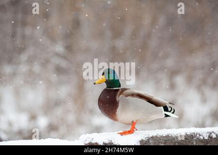 Winterporträt einer Ente in einem öffentlichen Winterpark, der im Schnee sitzt Stockfoto