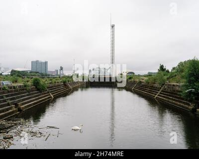 Ein Schwan schwimmt über das Becken in den jetzt stillgerufene Govan Graving Docks mit dem Science Center und dem Glasgow Tower im Hintergrund, Schottland. Stockfoto