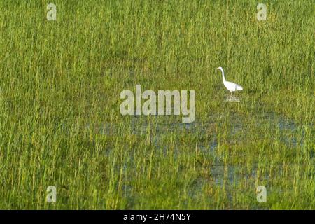 Reiher (Ardea alba), Reiher, Reiher, Reiher, Reiher oder Reiher Stockfoto
