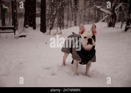 Neugierige französische Bulldogge trägt an einem kalten Wintertag eine warme Decke im Freien im Schnee. Stockfoto
