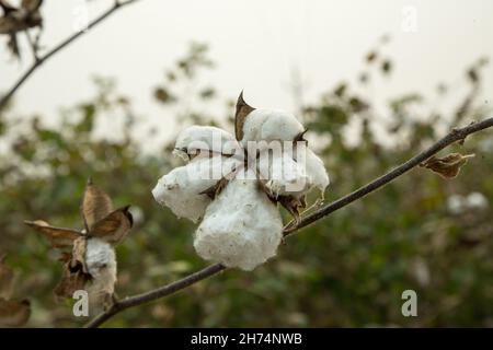 RAW Cotton ist bereit zur Ernte in Cotton Farm Stockfoto