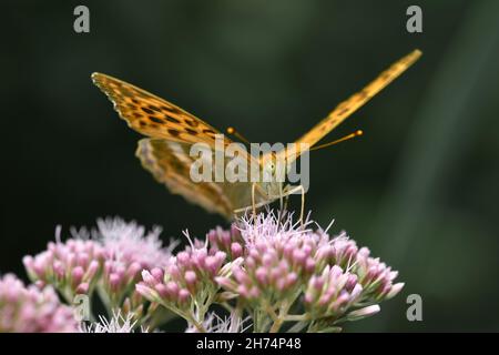 Nahaufnahme oder Makro eines Insekts in Form eines Schmetterlings auf einer rosa Blume Stockfoto